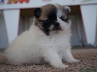 Pomerania perros - Anuncio 21