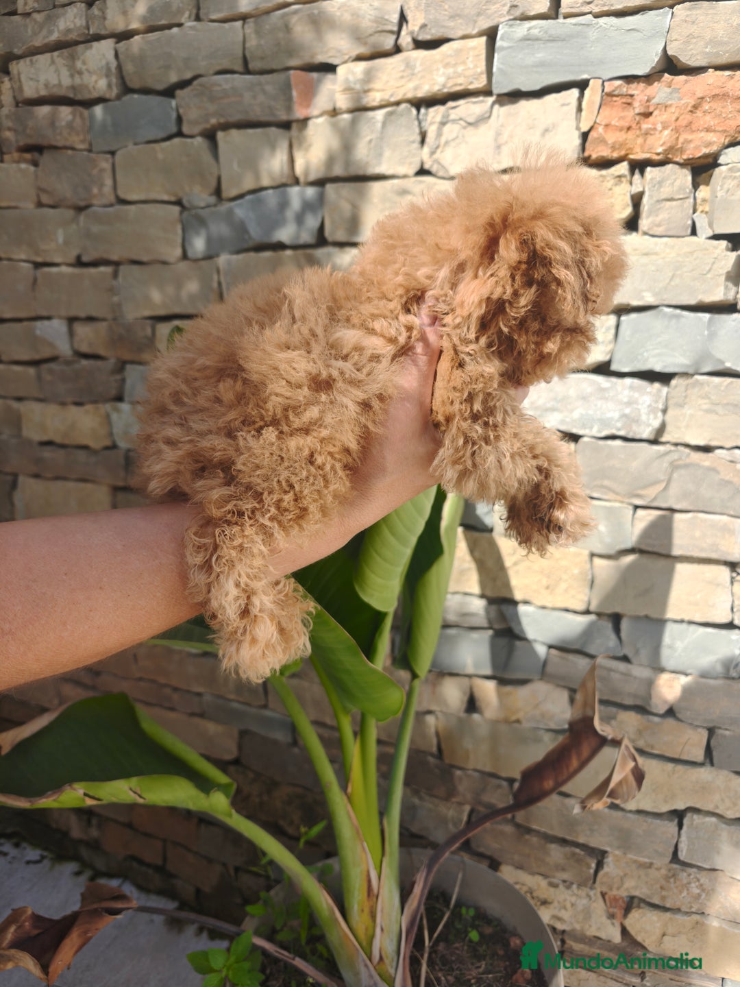 Caniche Toy perros en venta: CANICHE Toy  - Imagen 5