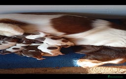 English Springer Spaniel perros en venta: Springer - Imagen 3