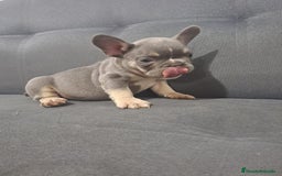 Bulldog Francés perros en venta: BULLDOG FRANCÉS /// CRÍA SELECTA  - Anuncio 3