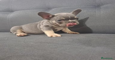 Bulldog Francés perros BULLDOG FRANCÉS /// CRÍA SELECTA  - Anuncio 1