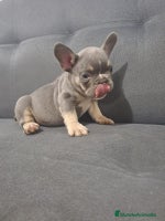 Bulldog Francés perros BULLDOG FRANCÉS /// CRÍA SELECTA - Anuncio 8