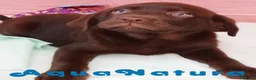 Labrador Retriever perros en venta: Camada LABRADOR RETRIEVER chocolate - AQUANATURA en Barcelona - Anuncio 6