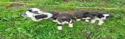 Border Collie perros en venta: Border collie  en La Rioja - Anuncio 2
