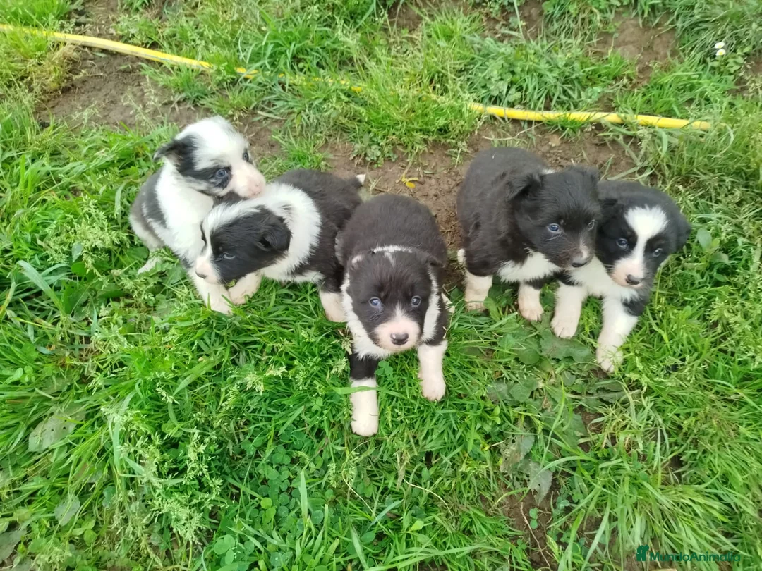 Border Collie perros en venta: Border collie  en La Rioja - Anuncio 2