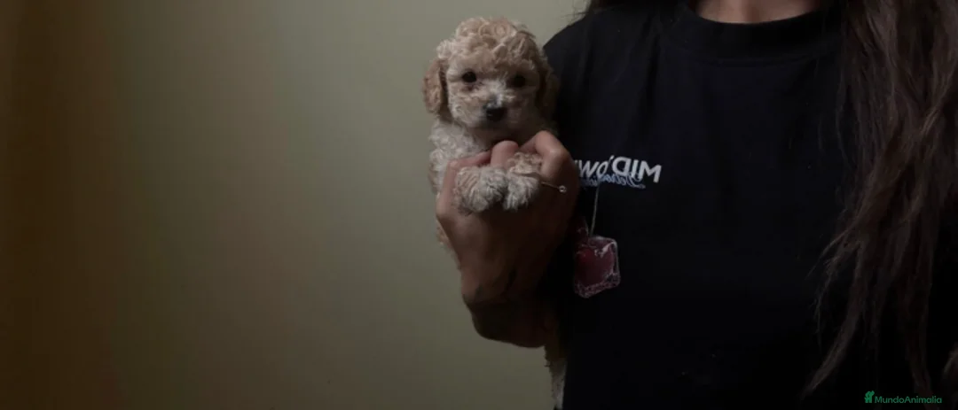 Caniche Toy perros en venta: Caniche toy  - Anuncio 1