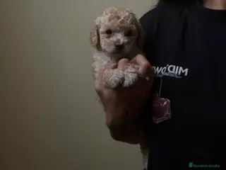 Caniche Toy perros Caniche toy - Anuncio 2