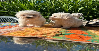 Maltipoo perros - Anuncio 11