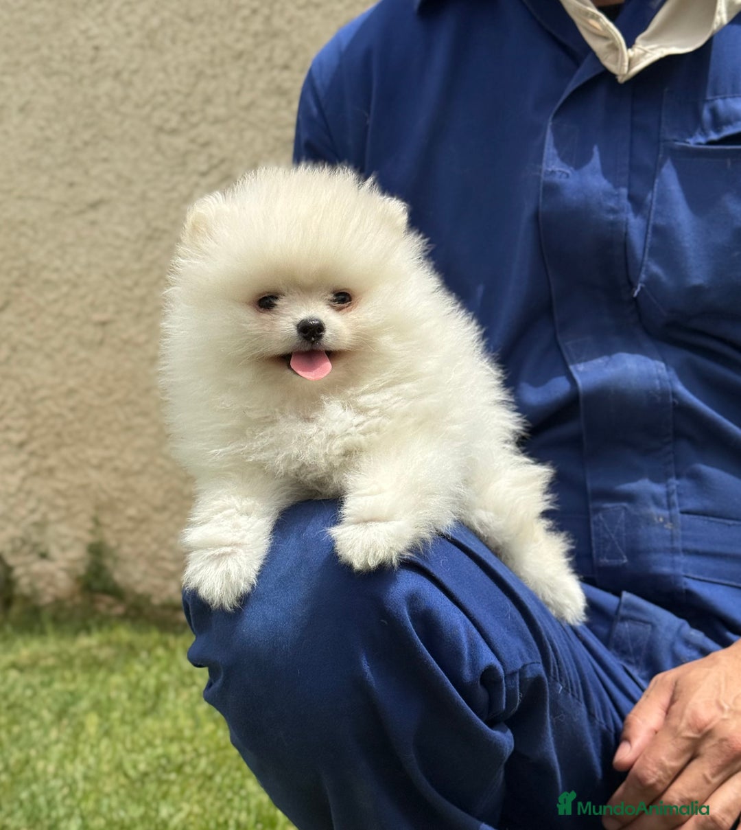 Pomerania perros en venta: Pomerania Miniatura, ejemplares blancos y crema - Imagen 5