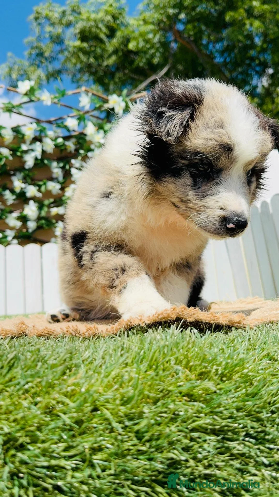 Border Collie perros en venta: BORDER COLLIE HEMBRA - Anuncio 15