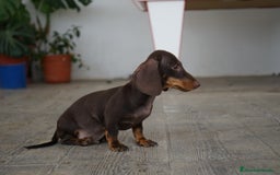 Teckel Miniatura perros en venta: 🐾 Bongo y Cacao – Teckel miniatura chocolate 🐾 - Imagen 3