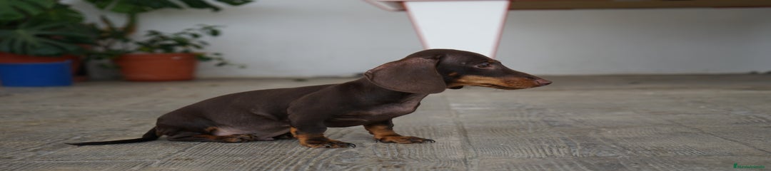 BOMGO