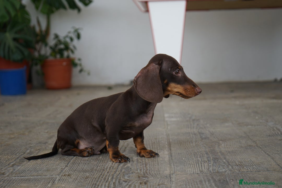 Teckel Miniatura perros en venta: 🐾 Bongo y Cacao – Teckel miniatura chocolate 🐾 - Imagen 3