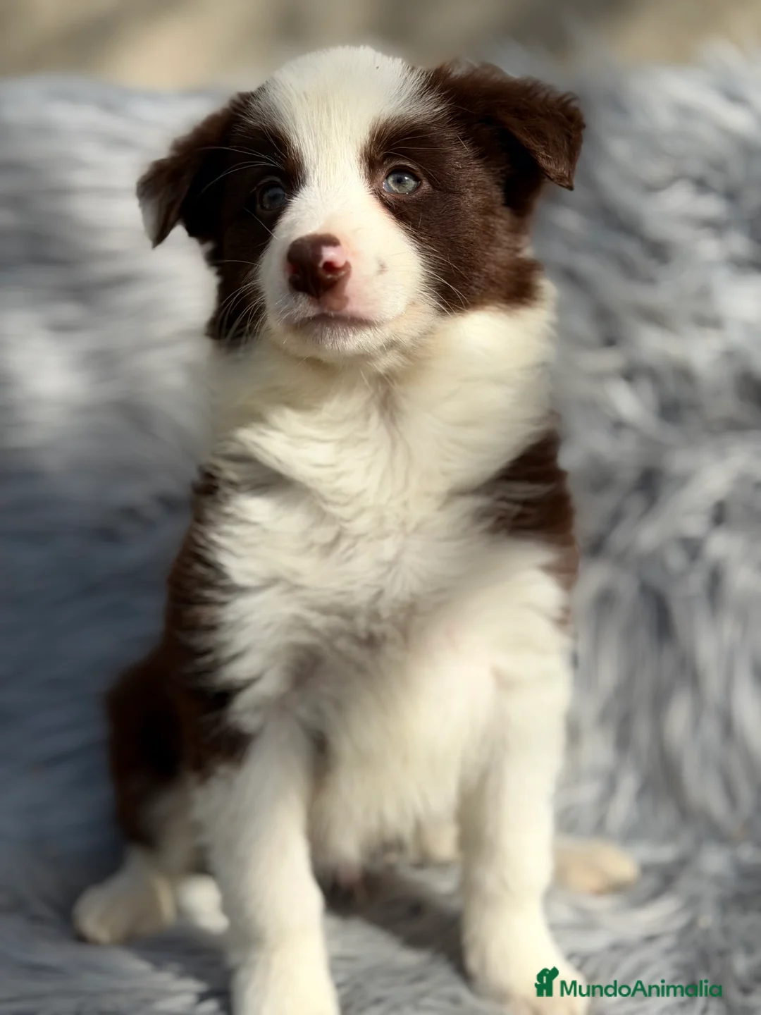 Border Collie perros en venta: Border collie  - Anuncio 5
