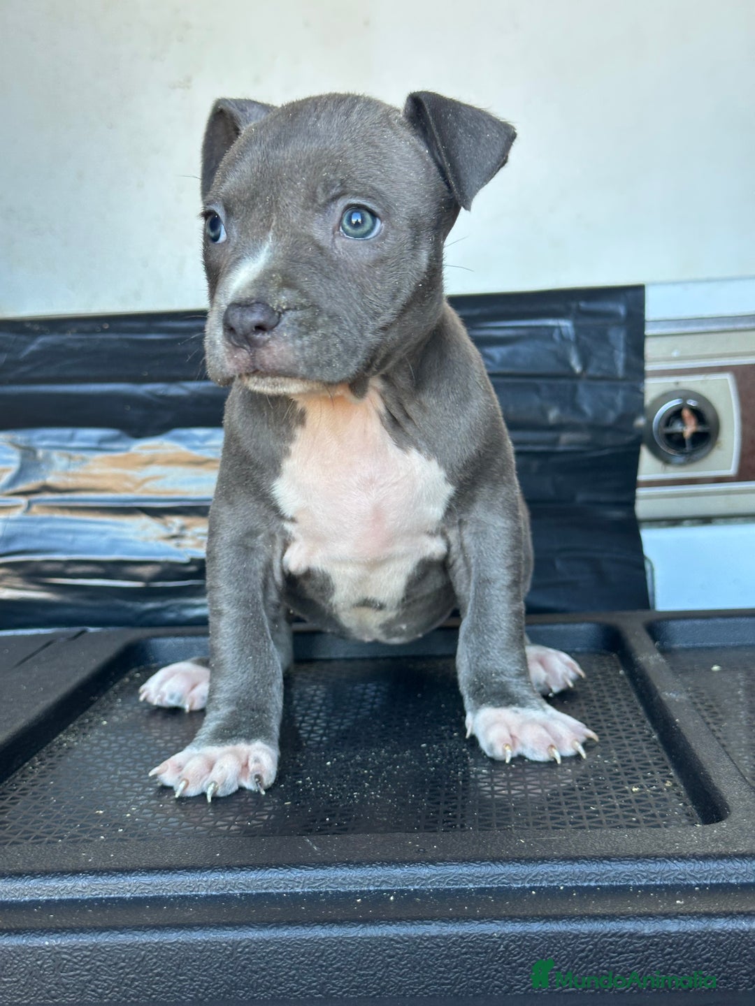American Staffordshire-Terrier perros en venta: American Stanford, mis pequeños - Imagen 31