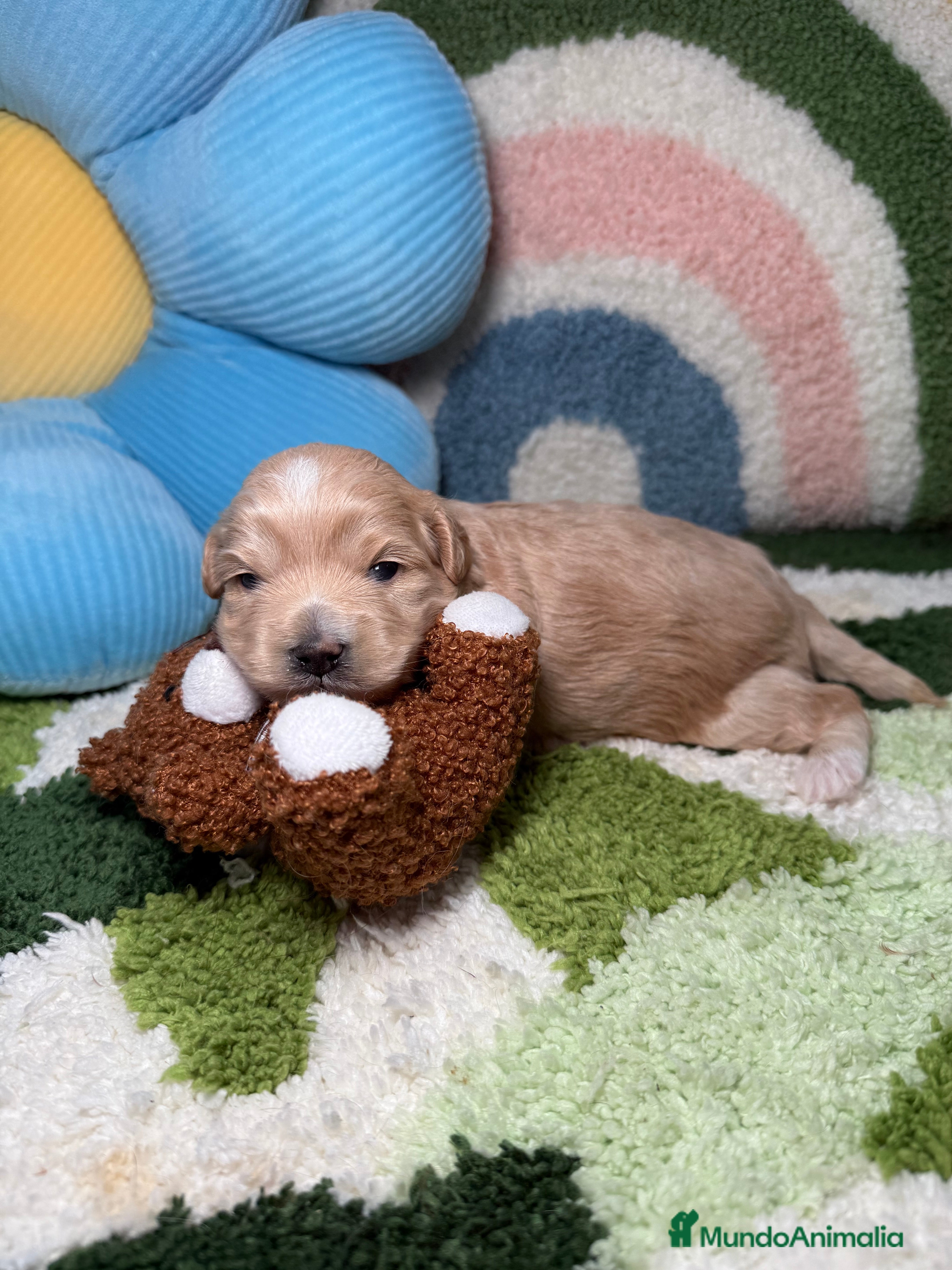 Maltipoo perros Maltipoo Mini Toy - Anuncio 2