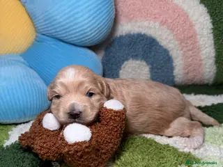 Maltipoo perros Maltipoo Mini Toy - Anuncio 2