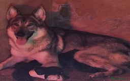Raza Mixta perros en venta: PERRO LOBO AMERICANO  - Imagen 2