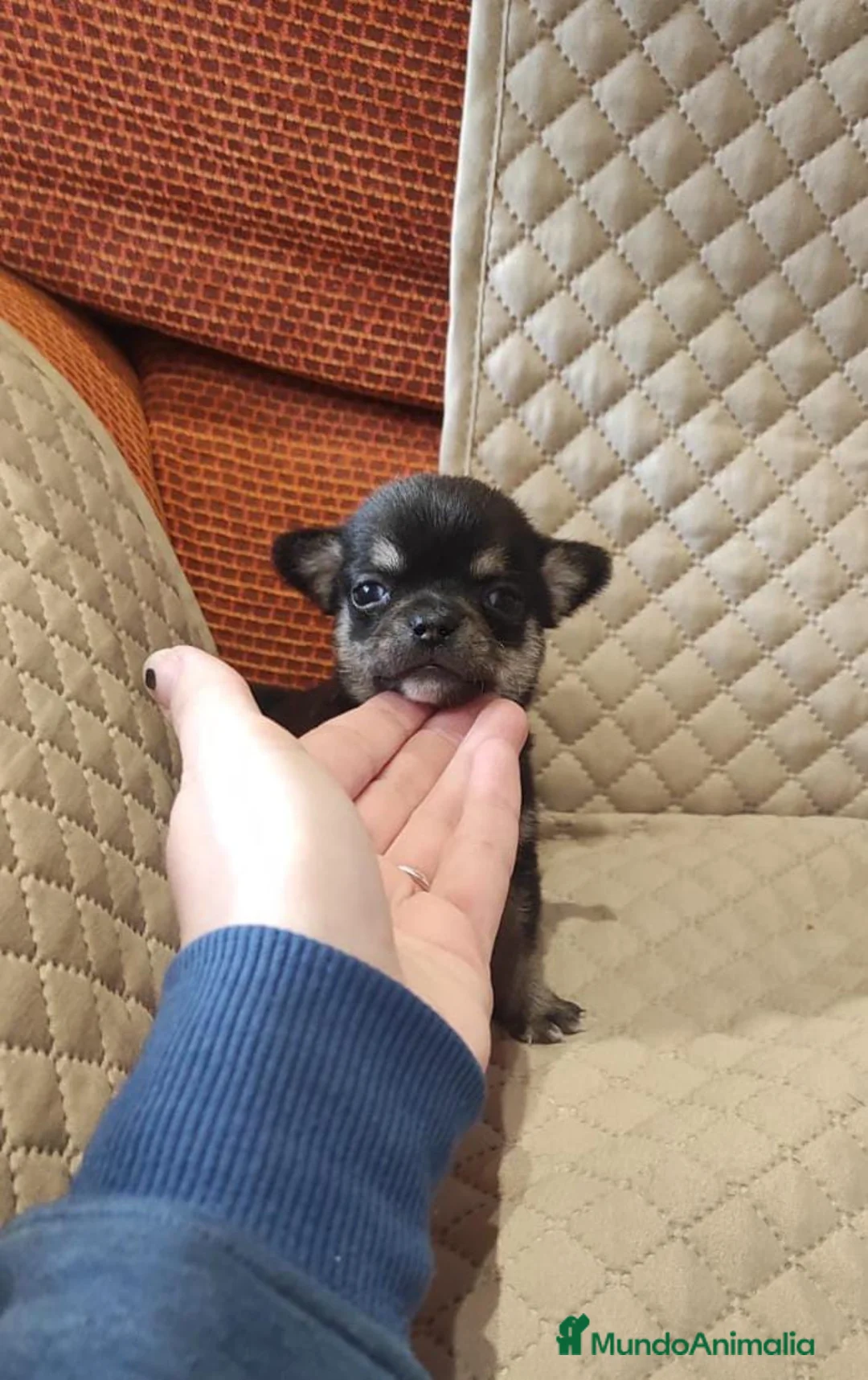 Chihuahua perros en venta: CHIHUAHUAS MINI TOYS en Murcia - Anuncio 3