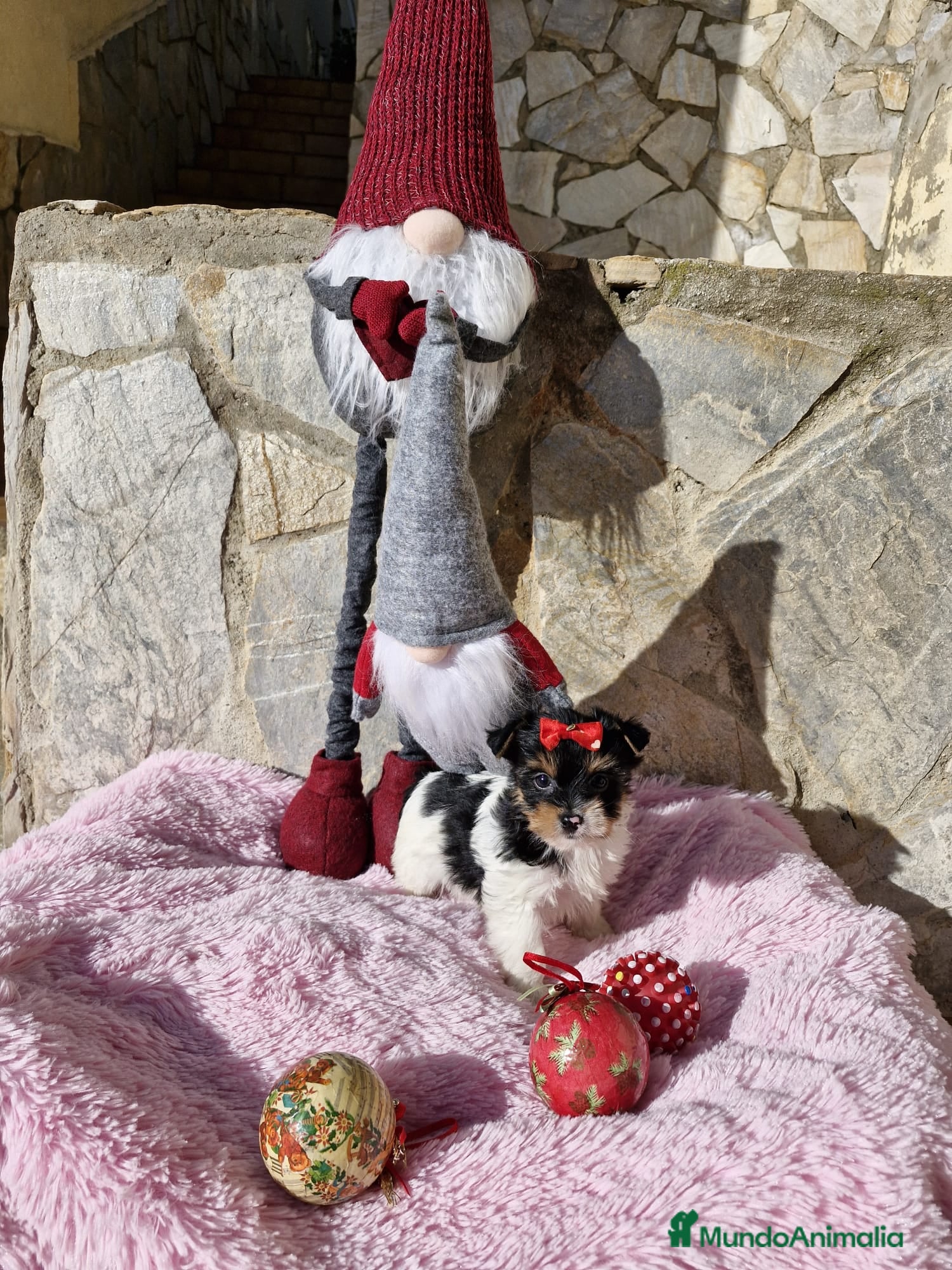 Biewer Yorkshire Terrier a la Pom Pon perros Biewers en Barcelona - Anuncio 2