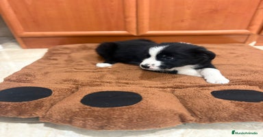 Border Collie perros - Anuncio 10