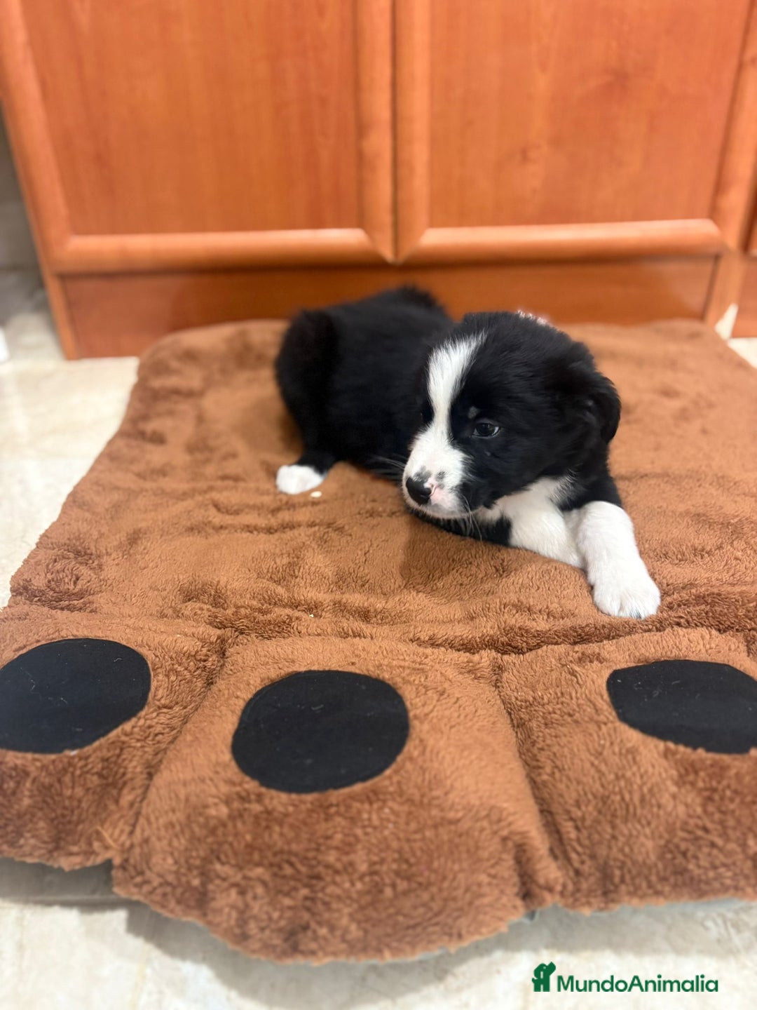 Border Collie perros en venta: Border collie - Imagen 3