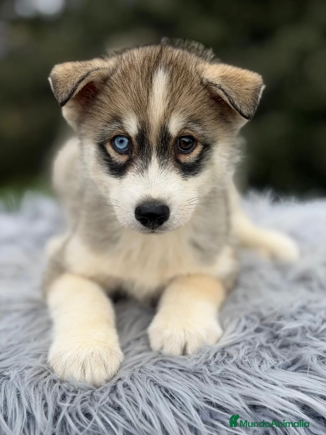 Husky Siberiano perros en venta: HUSKY SIBERIANO GRIS Y BLANCO  - Anuncio 2
