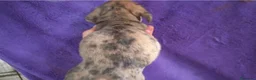 Teckel perros en venta: Teckel Arlequínes y Negros fuego - Anuncio 12