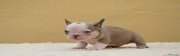 Bulldog Francés perros en venta: Cachorros de Bulldog Frances  - Anuncio 5
