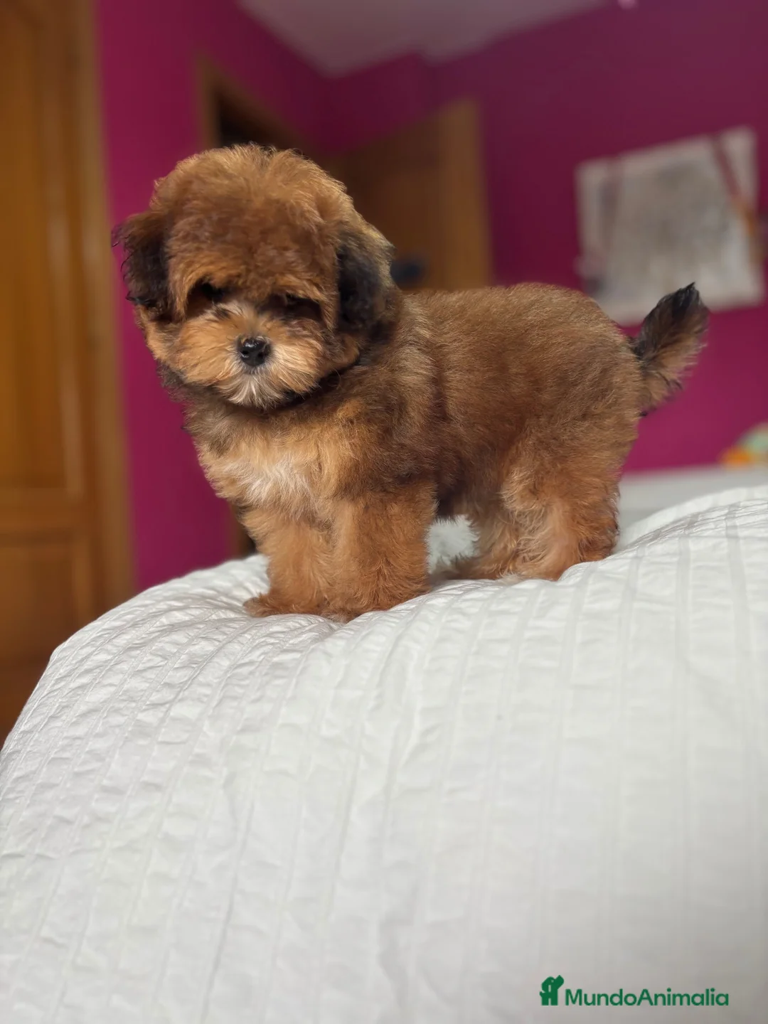 Maltipoo perros en venta: Maltipoo hembra disponible  - Anuncio 2