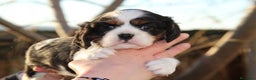 Cavalier King Charles Spaniel perros en venta: Preciosa camada de Cavallier en Madrid - Anuncio 4
