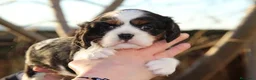 Cavalier King Charles Spaniel perros en venta: Preciosa camada de Cavallier en Madrid - Anuncio 4