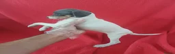 Ratonero Bodeguero Andaluz perros en venta: Bodeguero Andaluz Blue - Anuncio 3