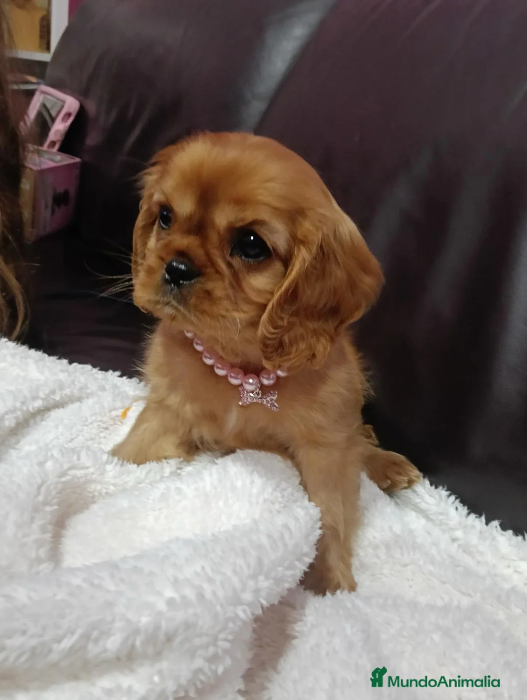 Cavalier King Charles Spaniel perros en venta: Cavalier hembra ruby - Anuncio 3