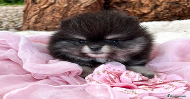 Pomerania perros - Anuncio 8