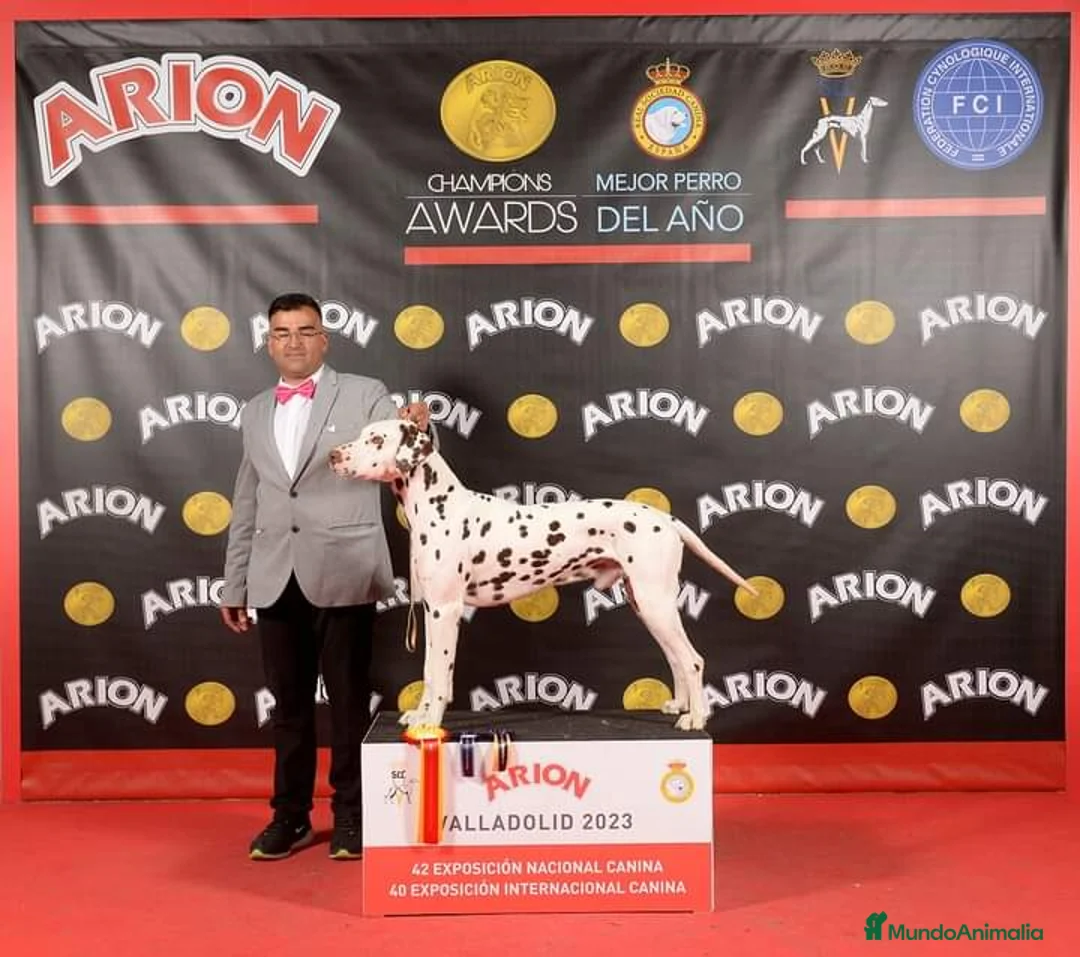 Dálmata perros en venta: Cachorros de dalmatas  - Anuncio 13