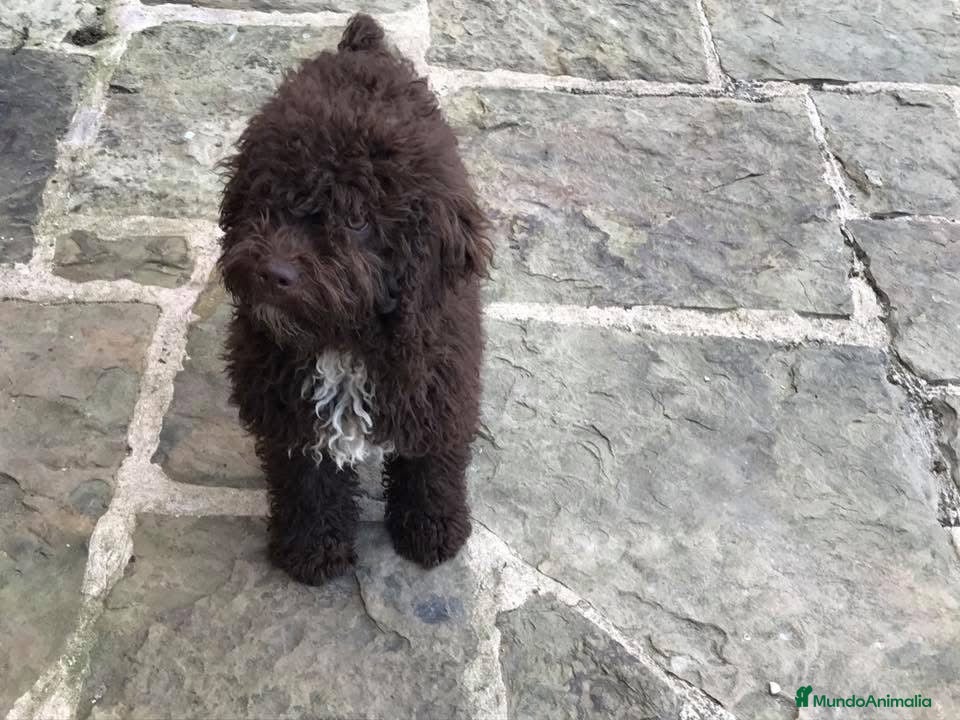 Perro de Agua Español perros en venta: CACHORROS PERRO DE AGUA  - Anuncio 3