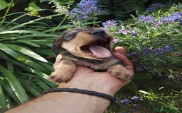 Teckel perros en venta: Teckel de pelo duro. - Imagen 8