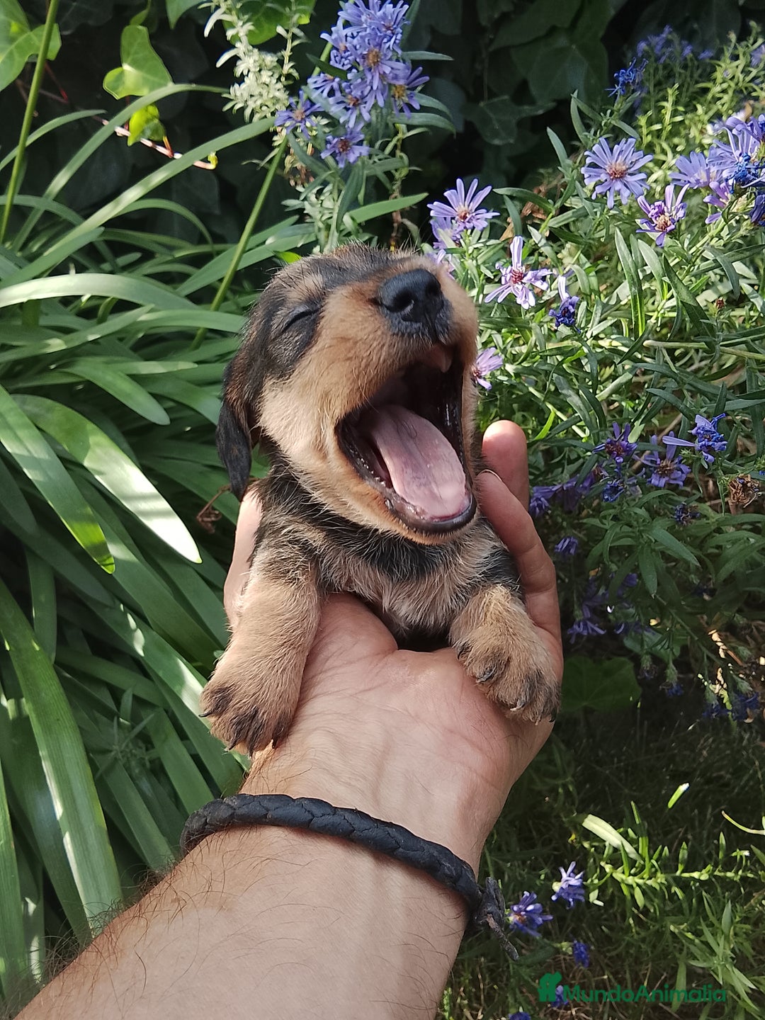 Teckel perros en venta: Teckel de pelo duro. - Imagen 8