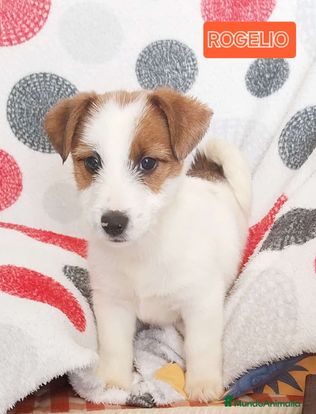 Jack Russell Terrier perros en venta: Jack Russell  - Anuncio 1