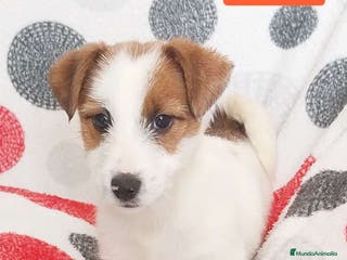 Jack Russell Terrier perros Jack Russell - Anuncio 2