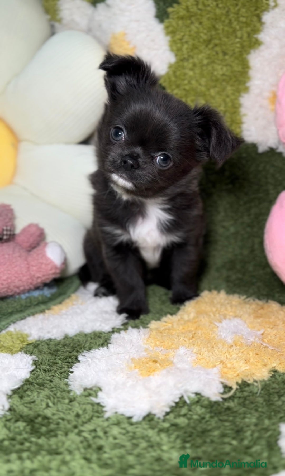 Chihuahua perros en venta: Chihuahua Toy de Pelo Largo Blue Exótico en Madrid - Imagen 4