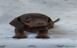 Teckel Miniatura perros en venta: Teckel chocolate kanichen hembra  - Imagen 9