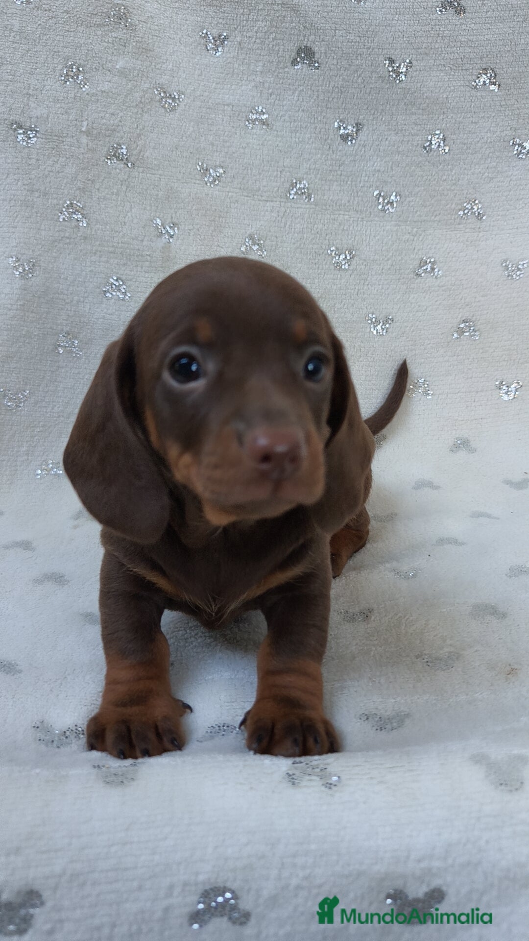 Teckel Miniatura perros en venta: Teckel chocolate kanichen hembra  - Imagen 9