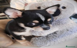 Chihuahua perros en venta: Chihuahua macho  - Anuncio 3