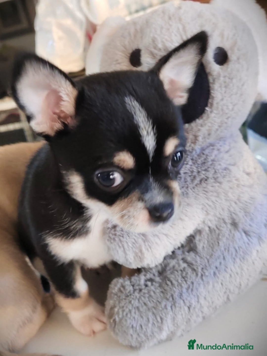Chihuahua perros en venta: Chihuahua macho  - Anuncio 3