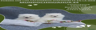 Pomerania Cachorro 6