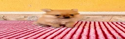 Pomerania perros en venta: Pomerania  - Anuncio 8
