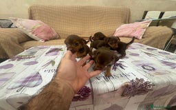 Pinscher Miniatura perros en venta: Pinscher miniatura chocolate  - Imagen 19