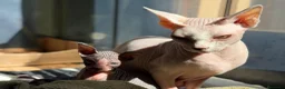 Sphynx gatos en venta: Sphynx blancos y bicolor - Anuncio 16